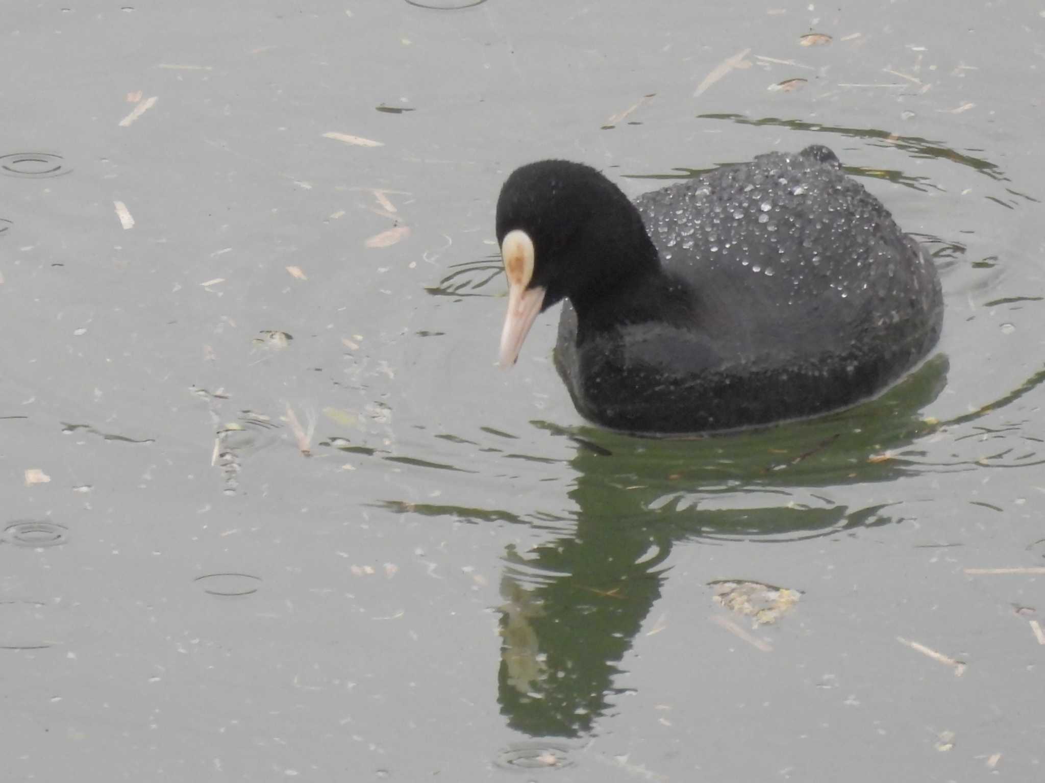Photo of Eurasian Coot at 岡山後楽園 by ゆりかもめ