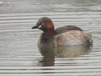 Little Grebe 岡山後楽園 Mon, 4/8/2024