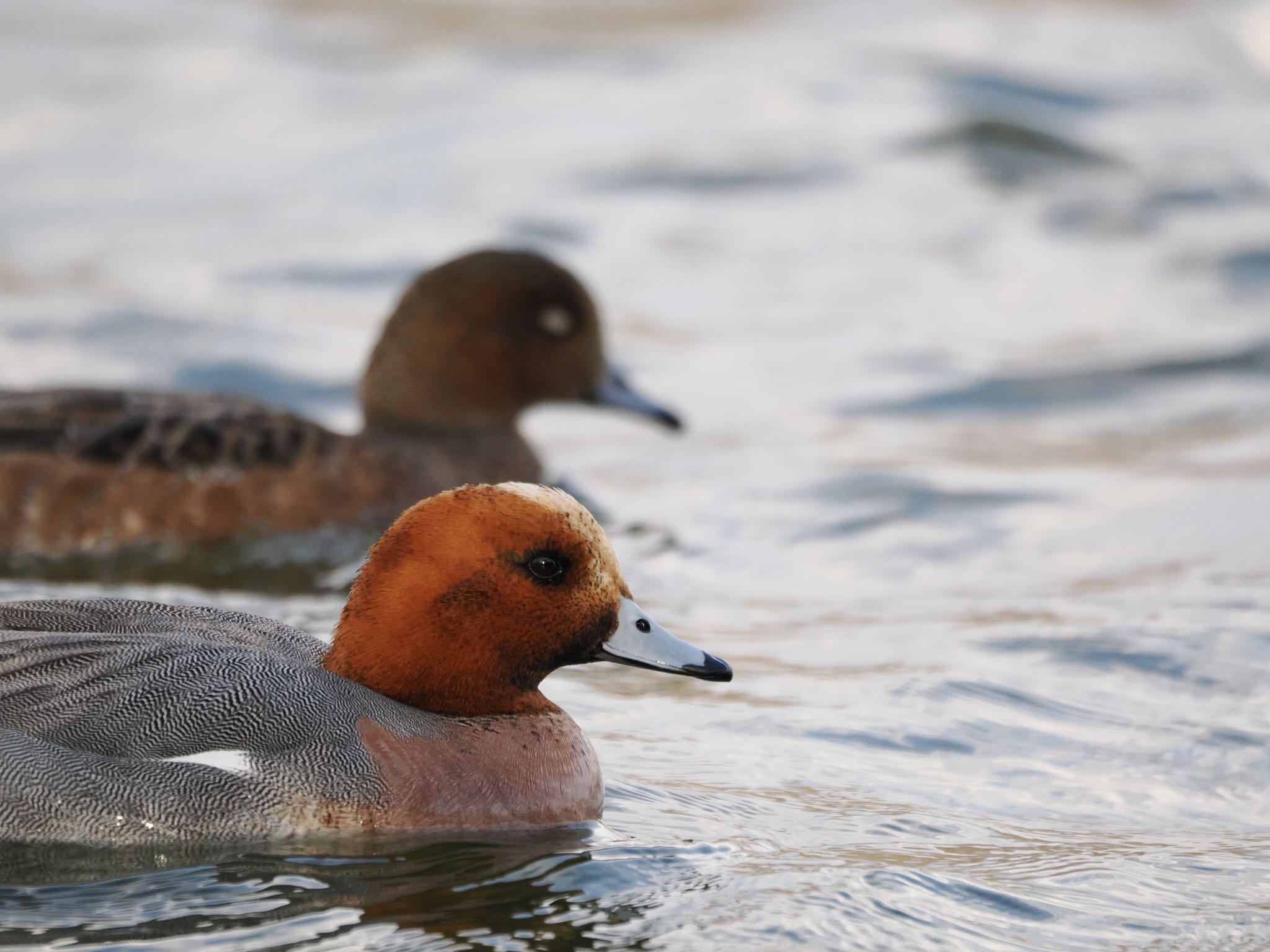 Eurasian Wigeon