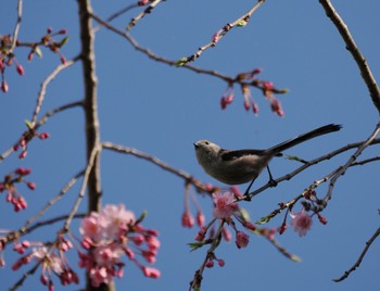 エナガ 水元公園 2024年4月7日(日)