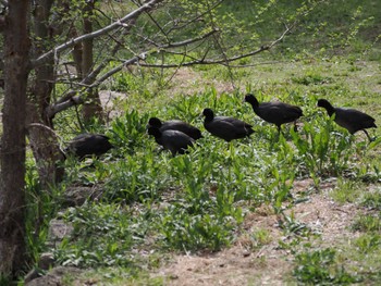 オオバン 水元公園 2024年4月7日(日)