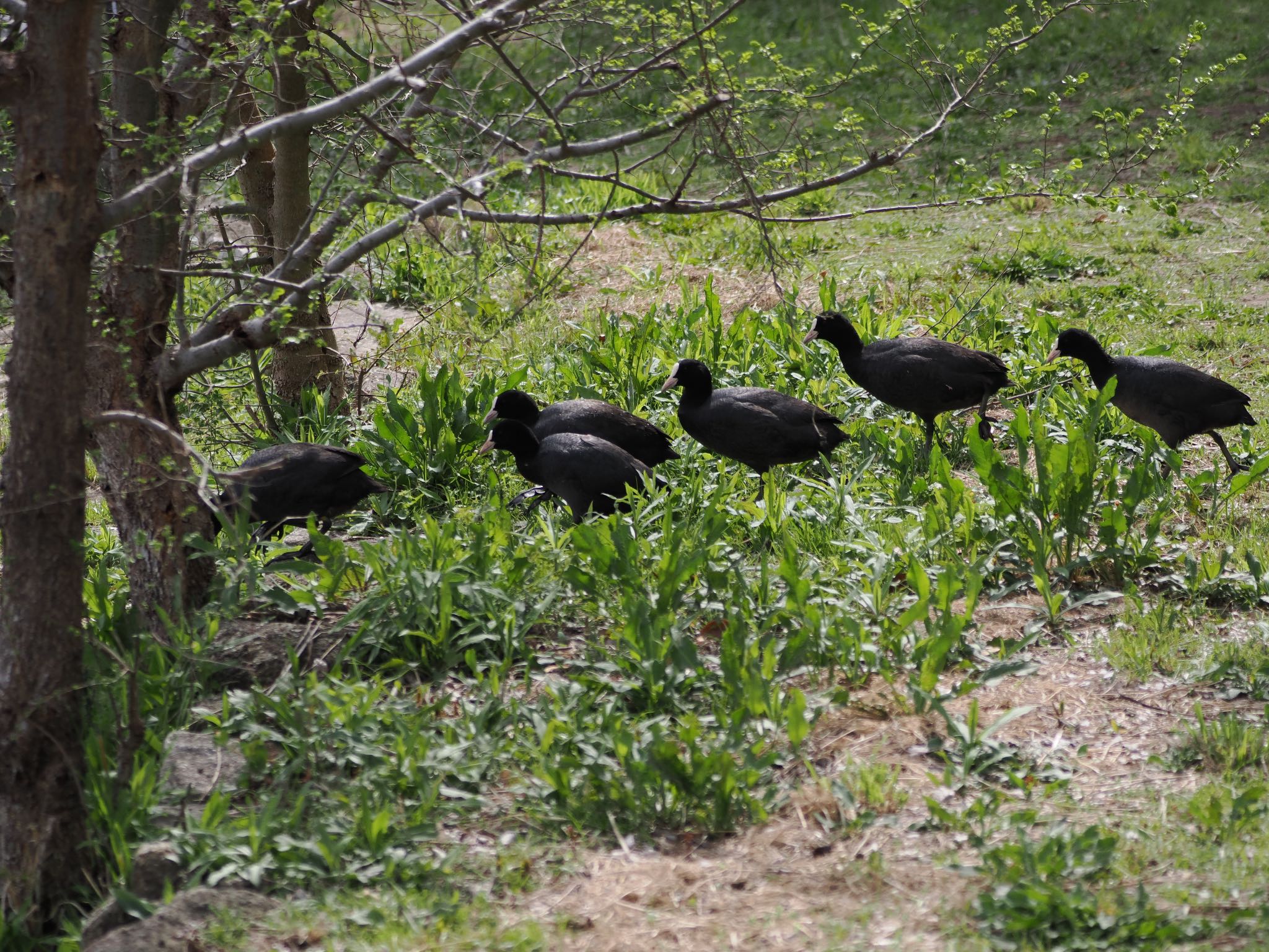 Eurasian Coot