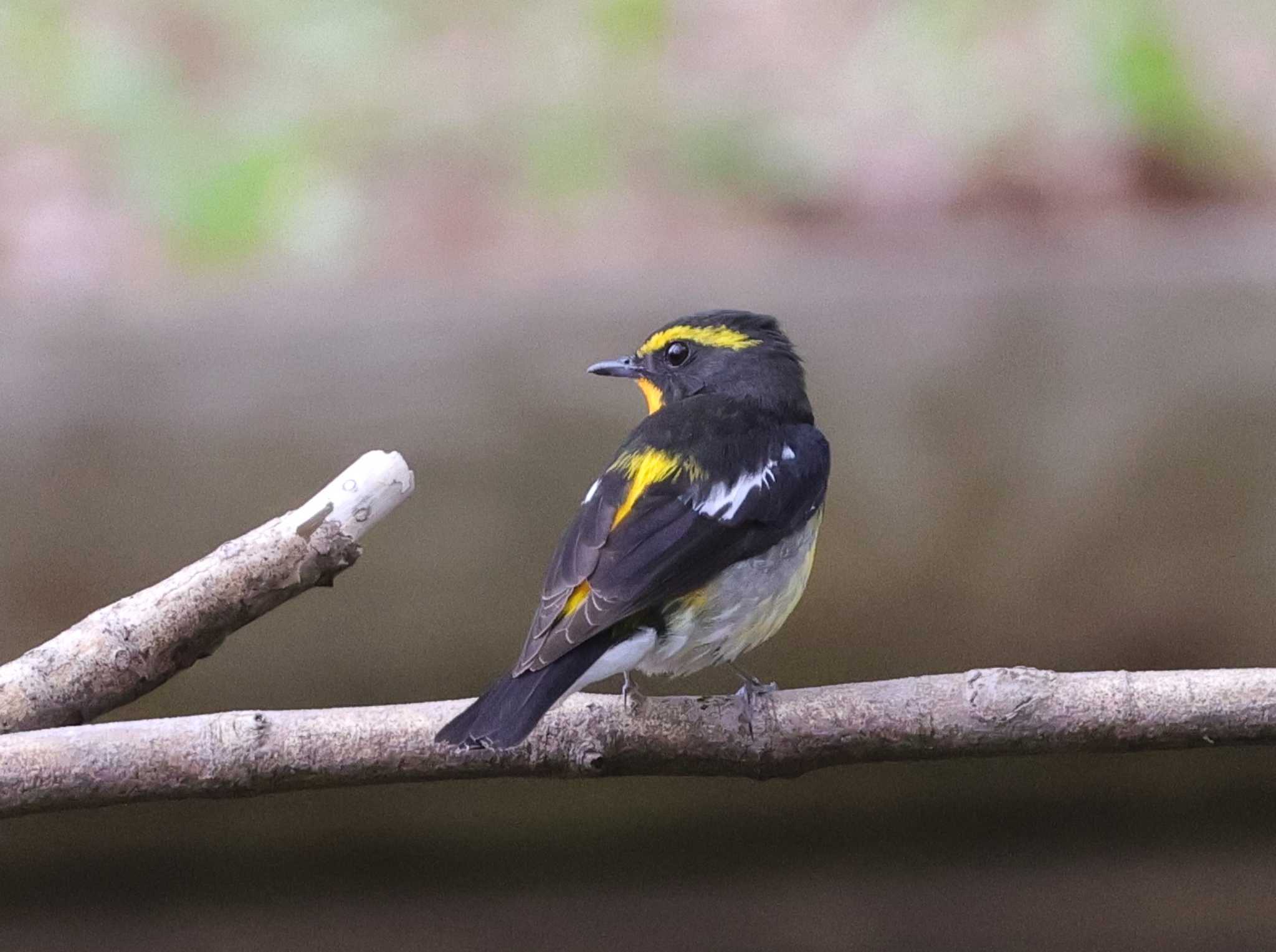 Photo of Narcissus Flycatcher at 多摩地区 by taiga