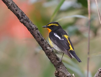 Narcissus Flycatcher 多摩地区 Sat, 4/6/2024