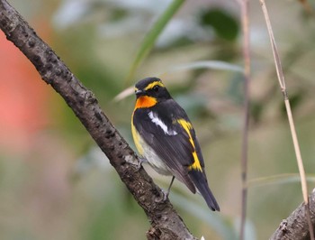 Narcissus Flycatcher 多摩地区 Sat, 4/6/2024