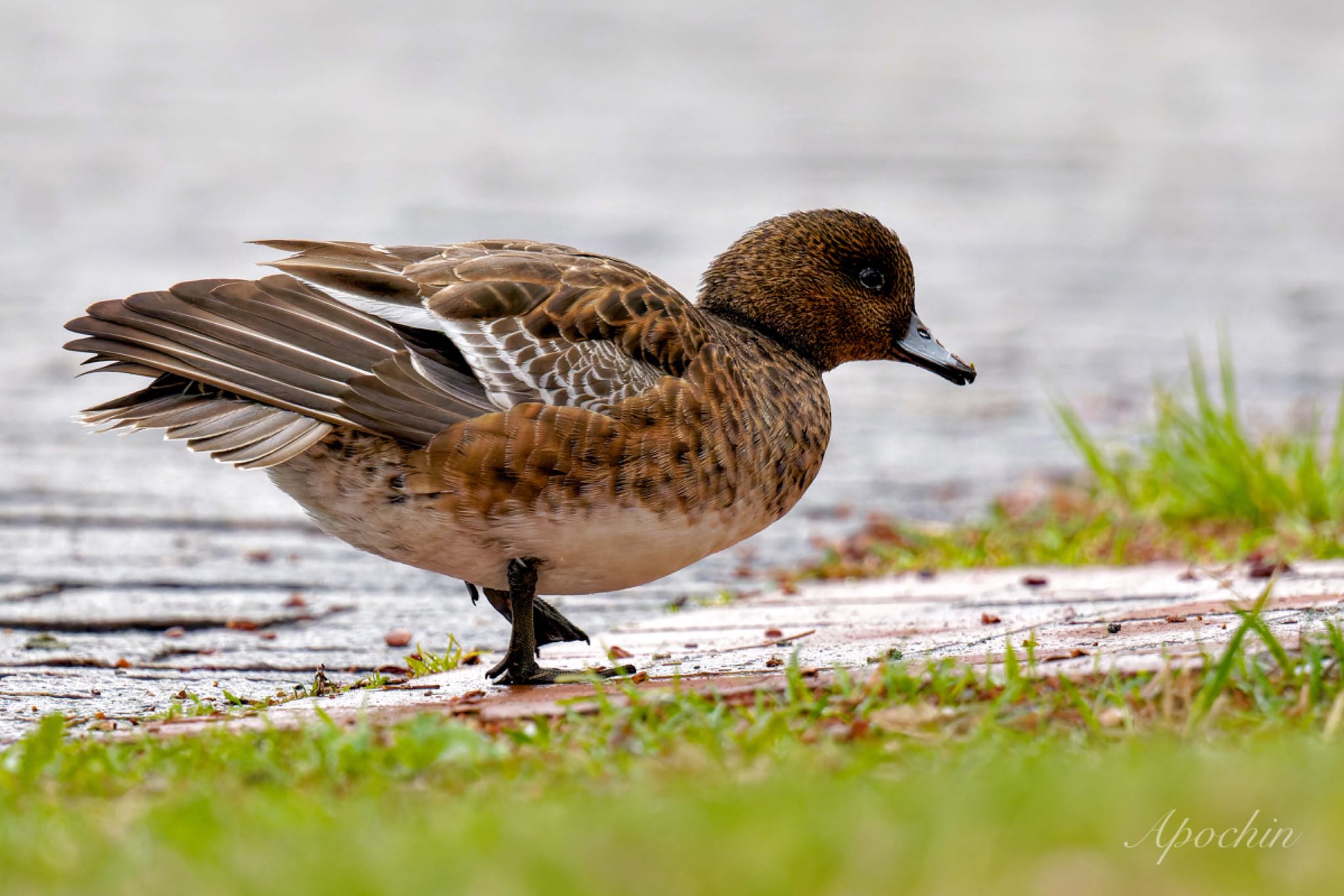 Photo of Eurasian Wigeon at Mizumoto Park by アポちん