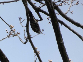 Japanese Pygmy Woodpecker Kodomo Shizen Park Fri, 3/29/2024