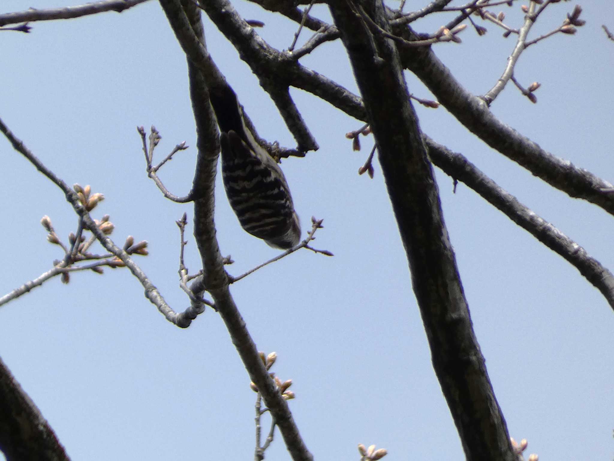 Japanese Pygmy Woodpecker