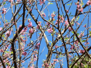 シジュウカラ こども自然公園 (大池公園/横浜市) 2024年3月29日(金)