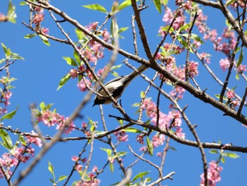 シジュウカラ こども自然公園 (大池公園/横浜市) 2024年3月29日(金)