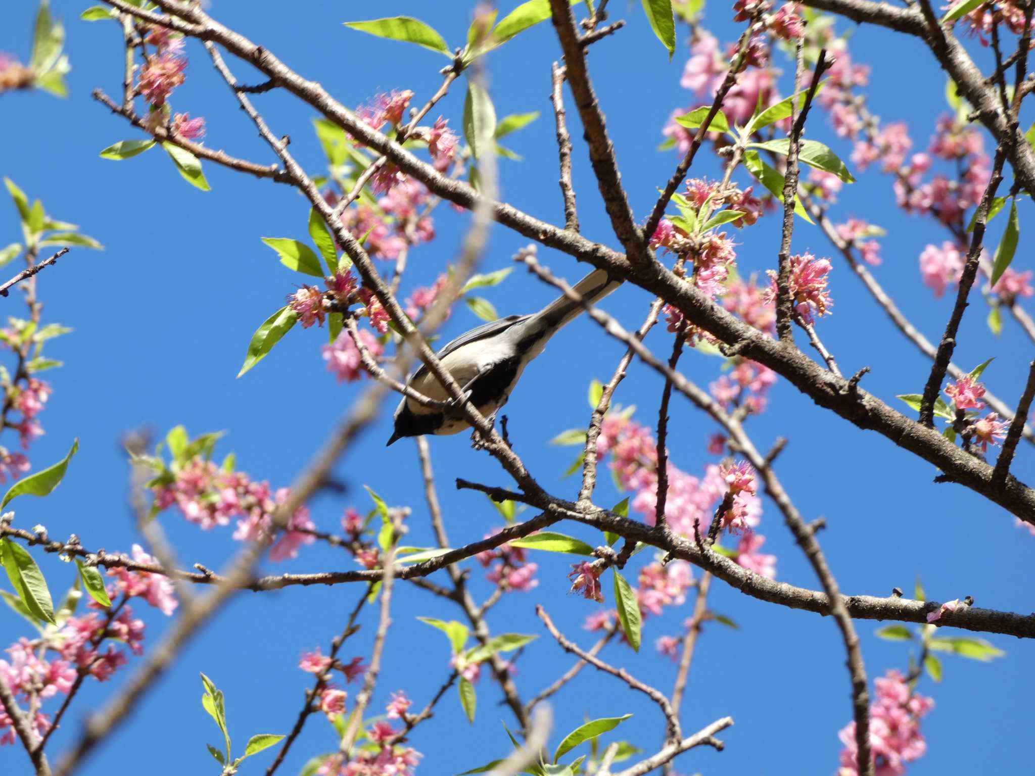 Photo of Japanese Tit at Kodomo Shizen Park by koshi