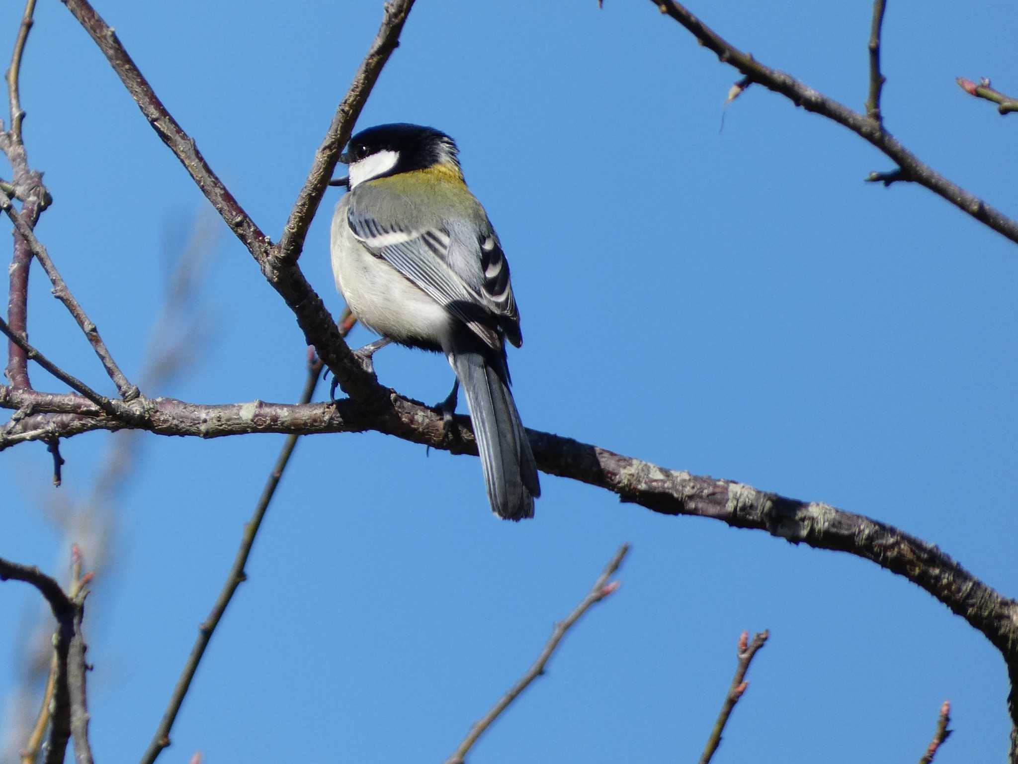 Japanese Tit