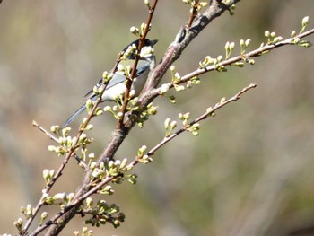 Japanese Tit Kodomo Shizen Park Fri, 3/29/2024