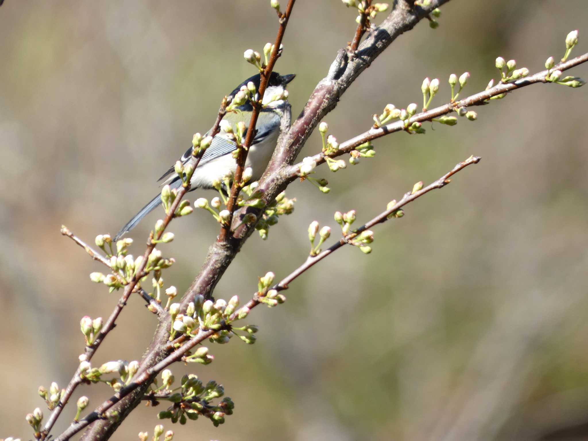 Photo of Japanese Tit at Kodomo Shizen Park by koshi