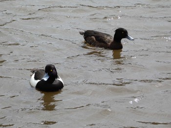 Tufted Duck Kodomo Shizen Park Fri, 3/29/2024