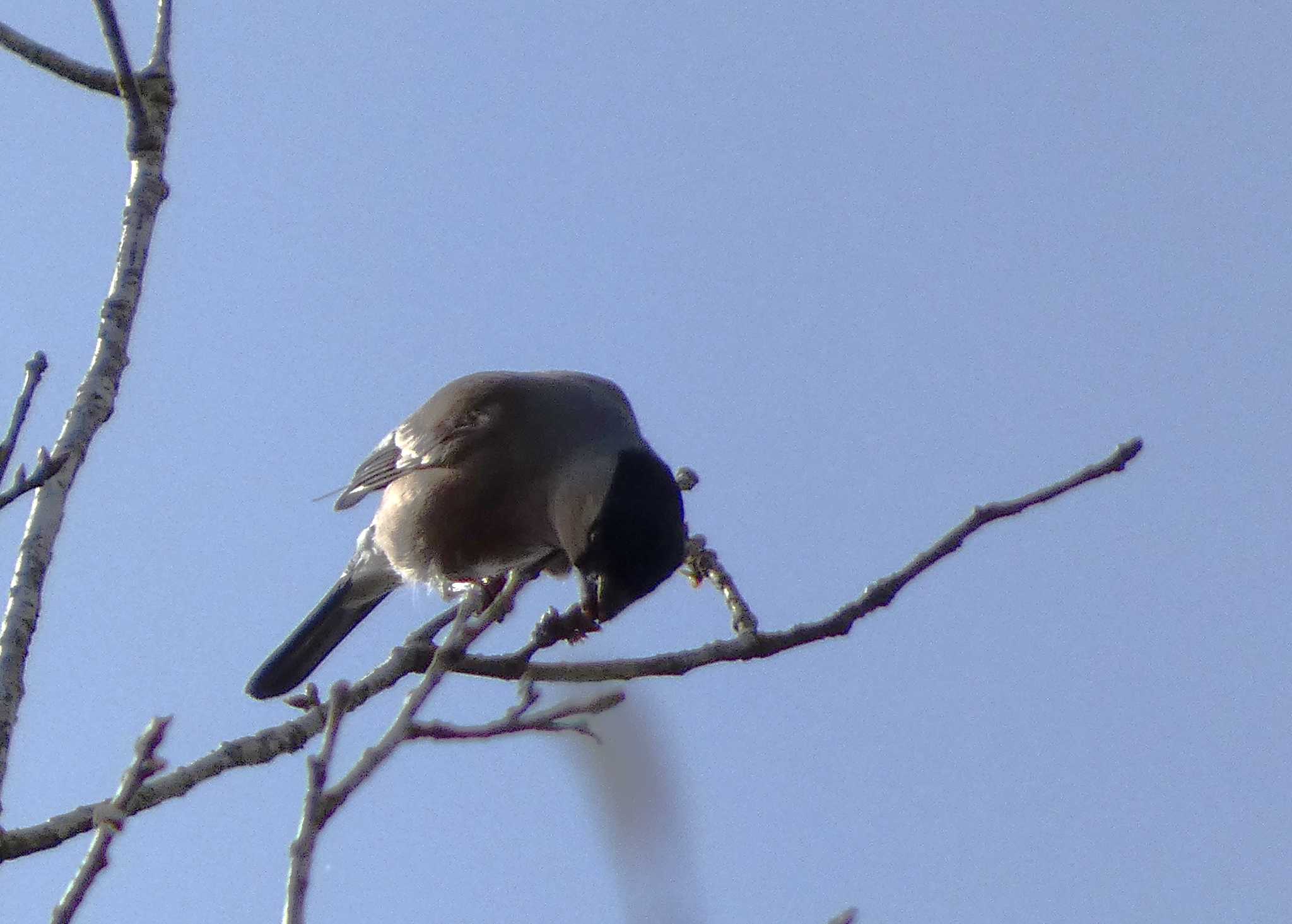 Photo of Eurasian Bullfinch at 丸火自然公園 by koshi