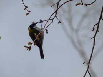 Japanese Tit 丸火自然公園 Sat, 4/6/2024