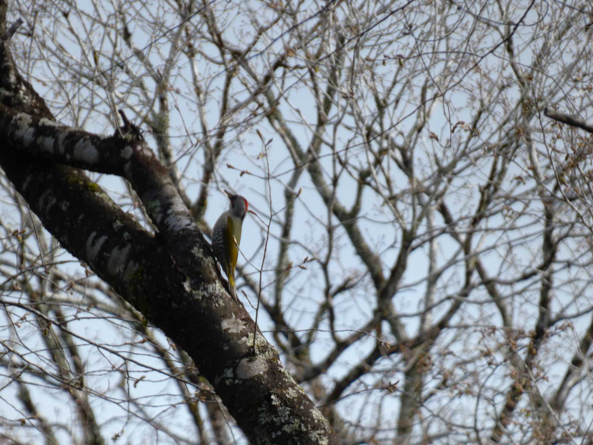 Photo of Japanese Green Woodpecker at 丸火自然公園 by koshi