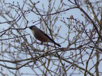 Eurasian Bullfinch 丸火自然公園 Sat, 4/6/2024