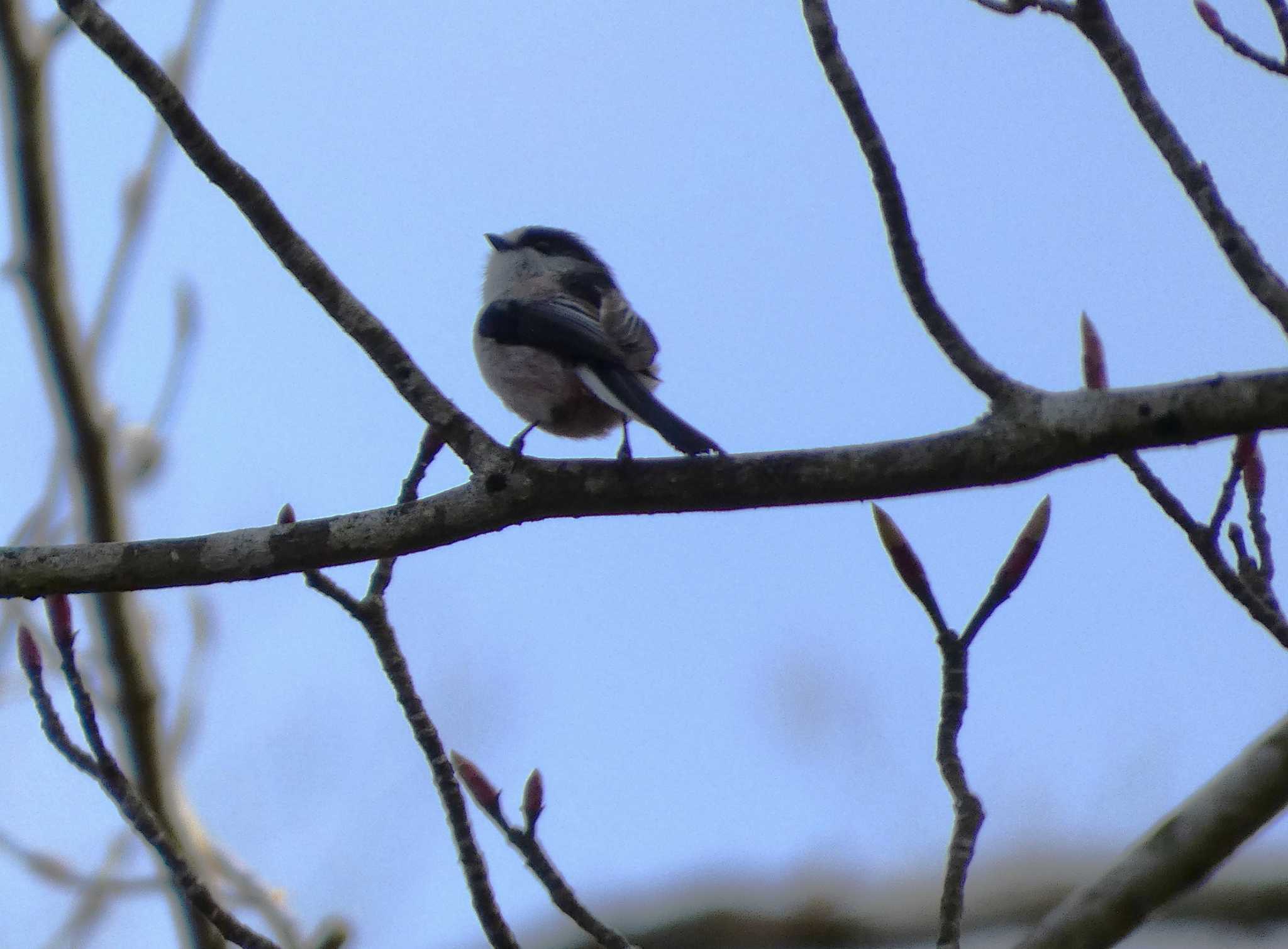 Photo of Long-tailed Tit at 丸火自然公園 by koshi