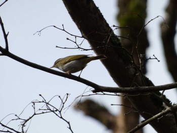 Eastern Crowned Warbler 丸火自然公園 Sat, 4/6/2024