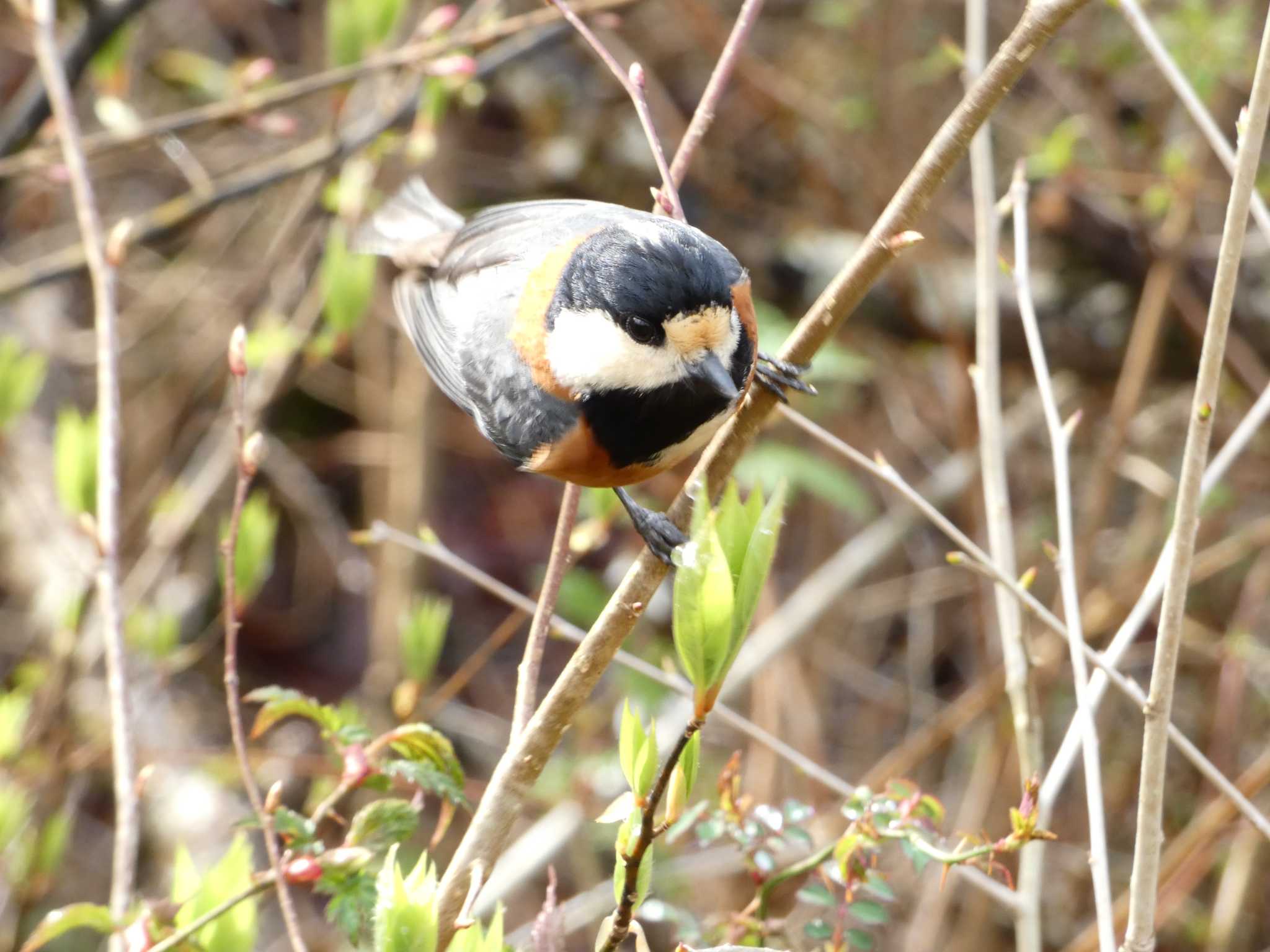 Photo of Varied Tit at 丸火自然公園 by koshi