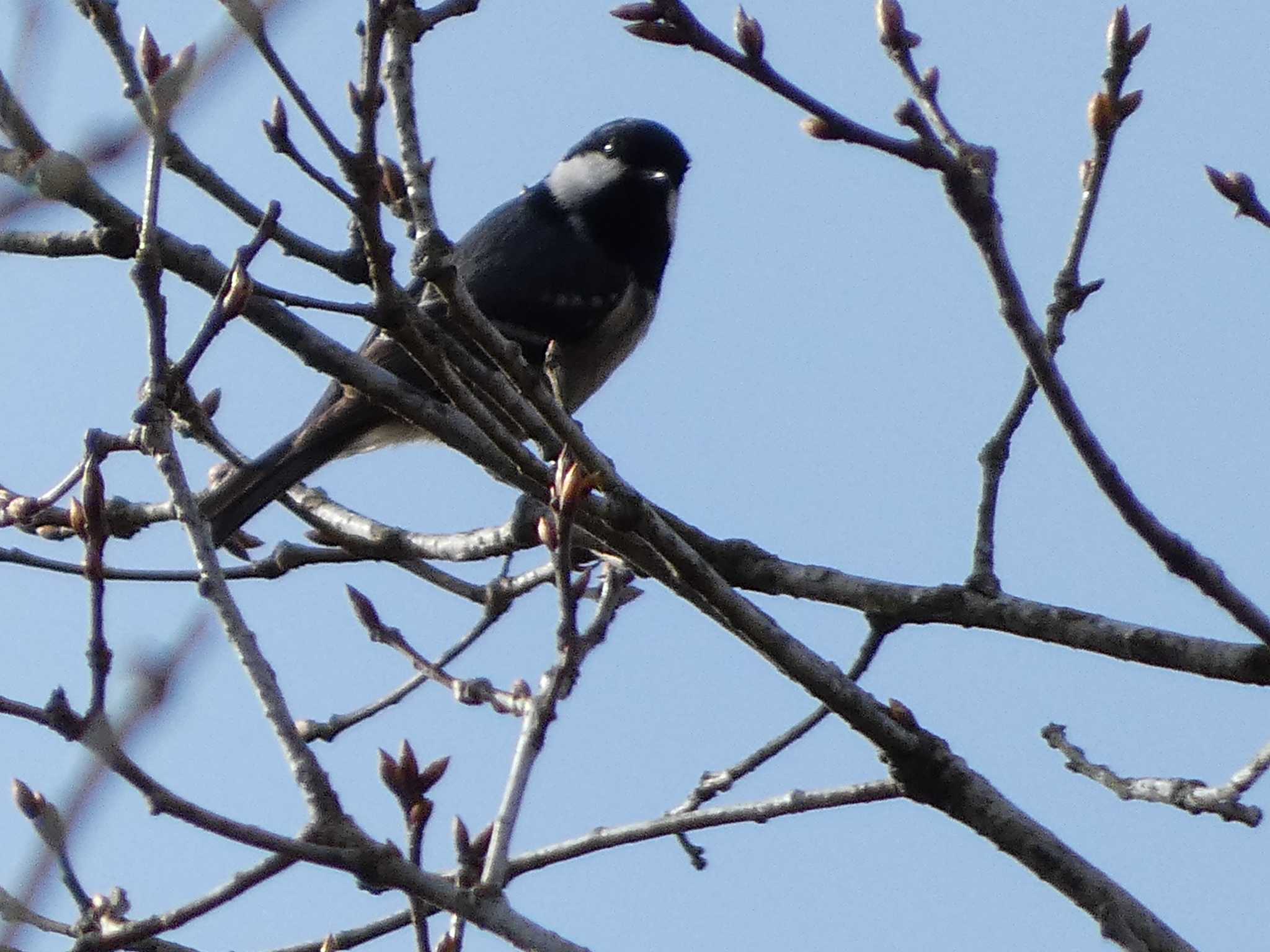 Photo of Coal Tit at 丸火自然公園 by koshi