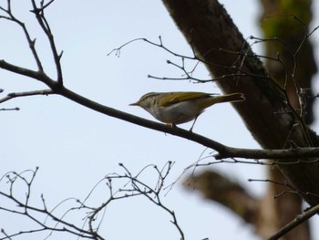 Eastern Crowned Warbler 丸火自然公園 Sat, 4/6/2024