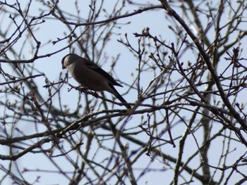 Eurasian Bullfinch 丸火自然公園 Sat, 4/6/2024