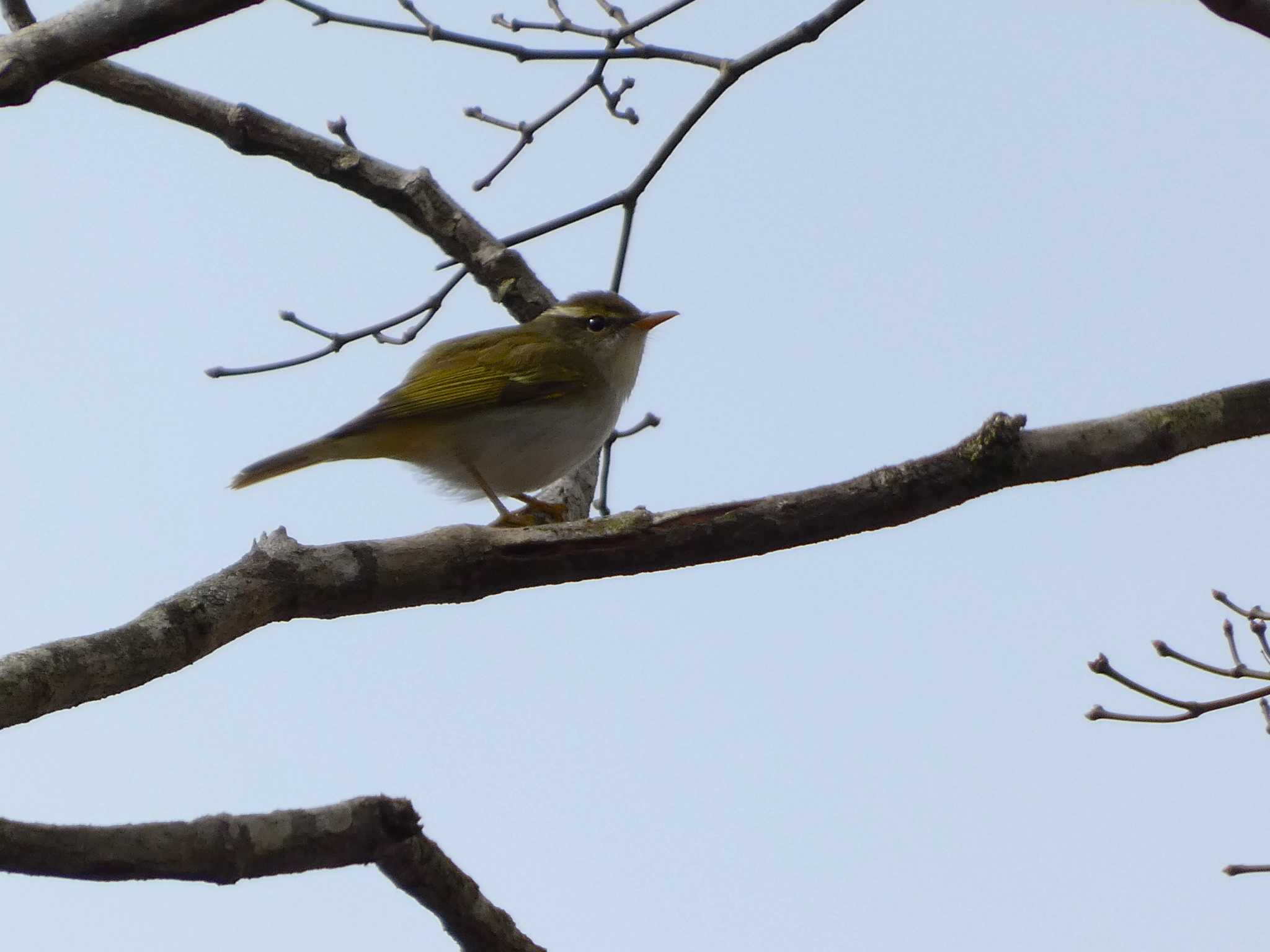 Photo of Eastern Crowned Warbler at 丸火自然公園 by koshi