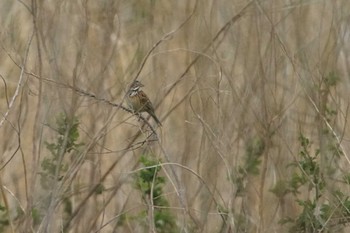 Chestnut-eared Bunting 千葉県利根川 Wed, 4/3/2024