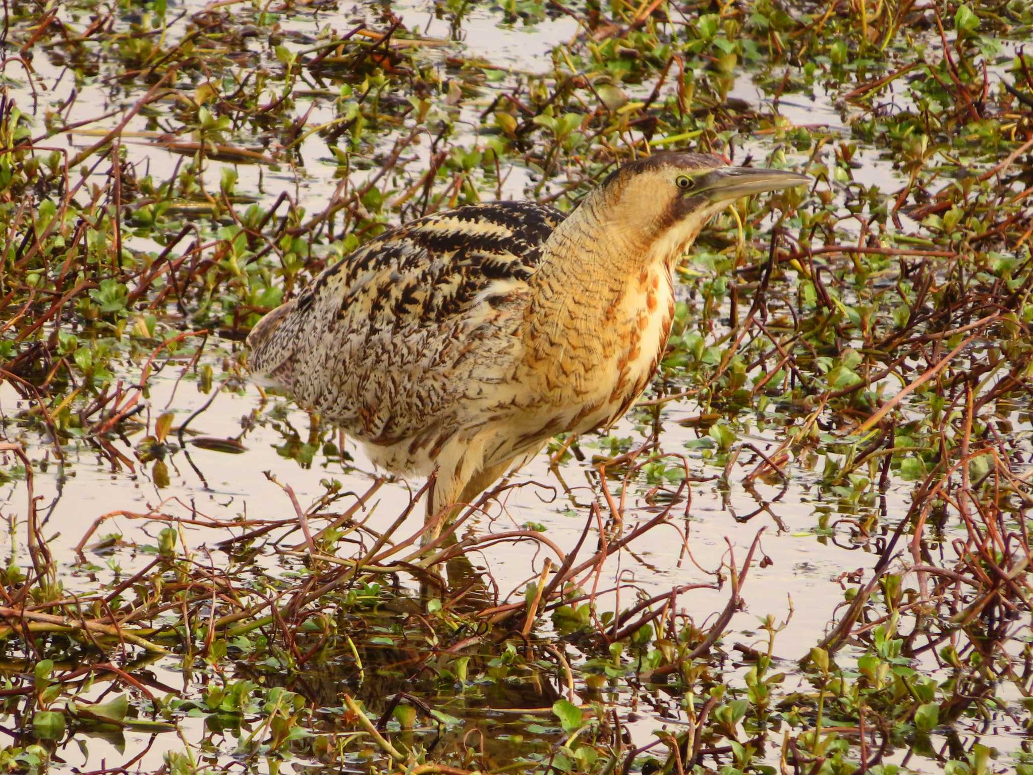 Photo of Eurasian Bittern at 伊庭内湖 by ゆ