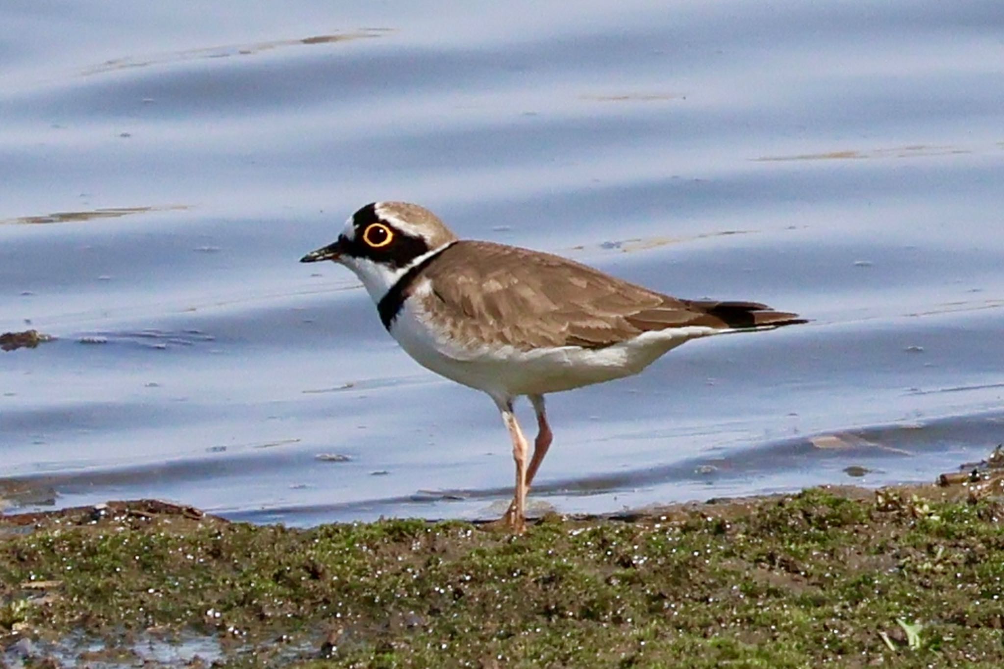 Little Ringed Plover