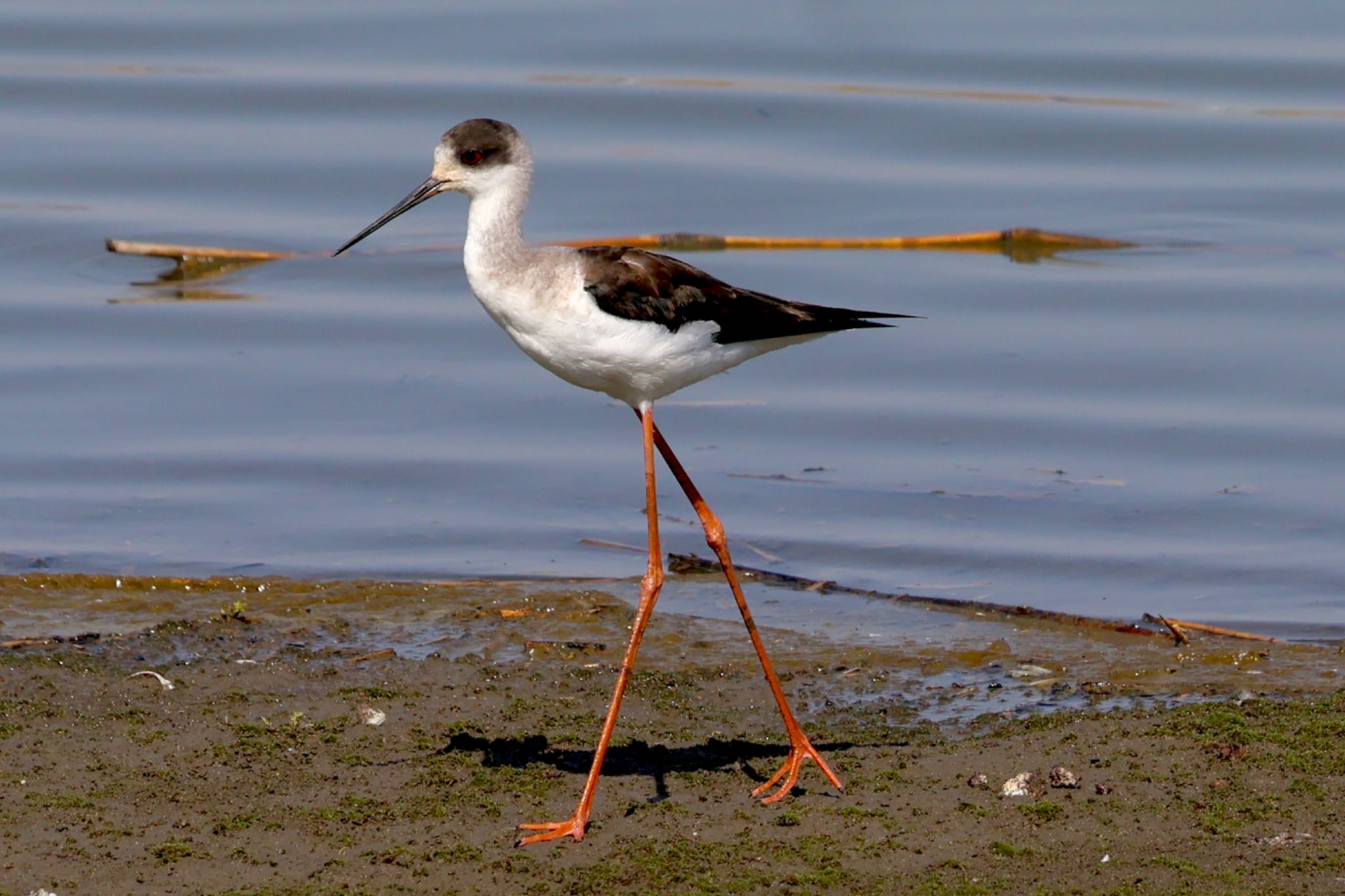 Black-winged Stilt