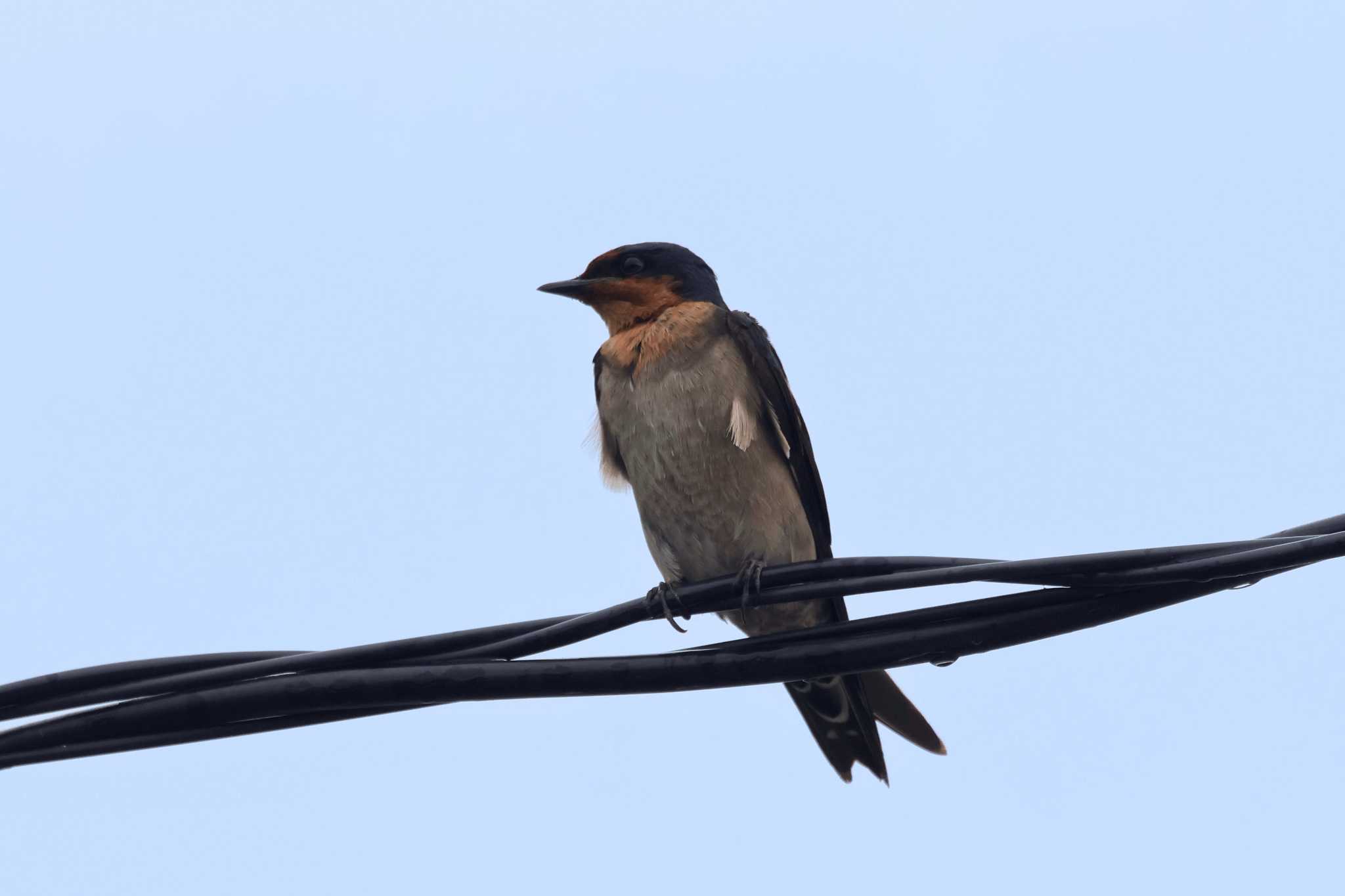 Photo of Pacific Swallow at Kunigamison by トビトチヌ