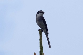 Ryukyu Minivet Kunigamison Sat, 4/6/2024