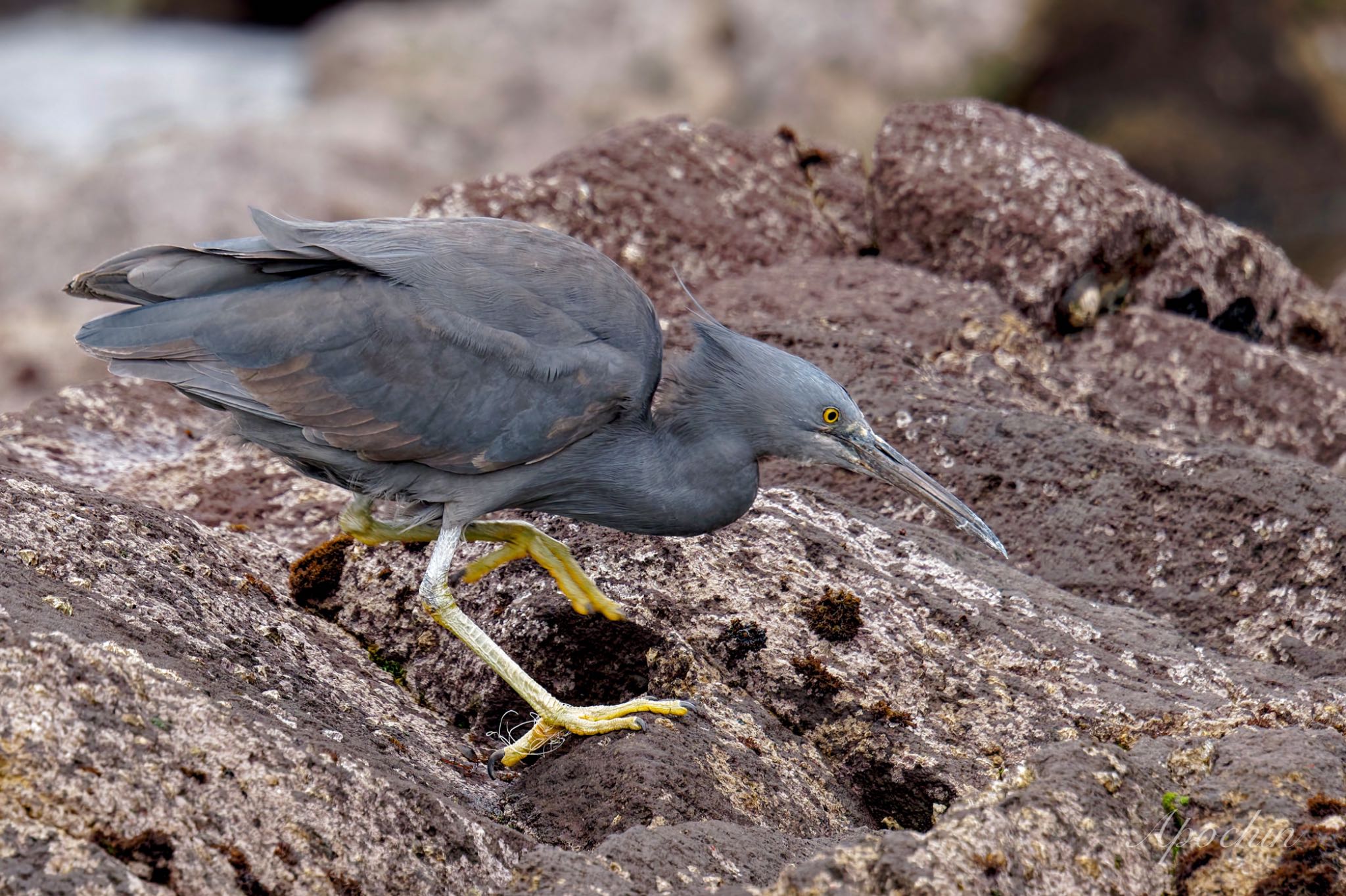 Pacific Reef Heron