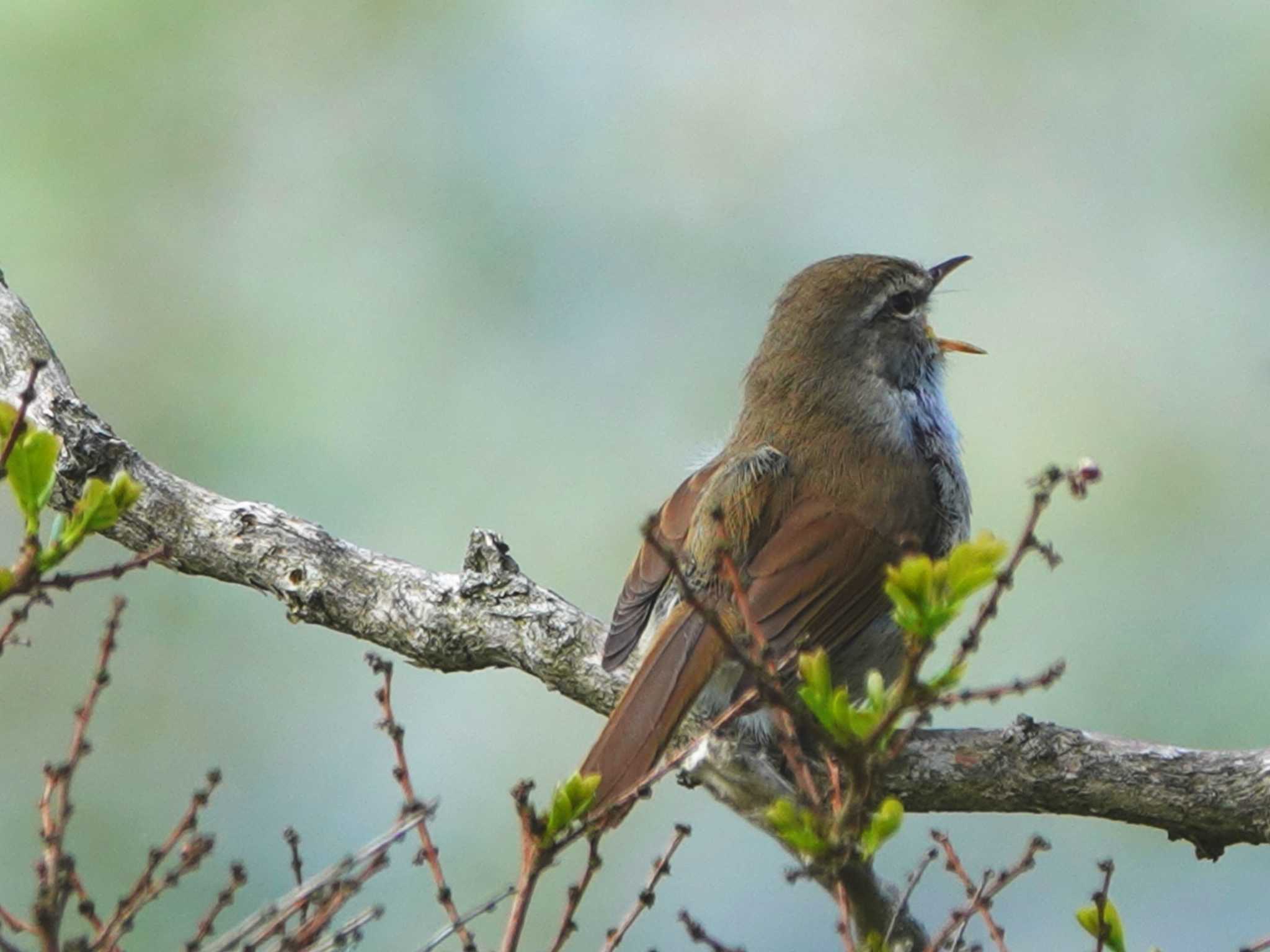 Photo of Japanese Bush Warbler at 稲佐山公園 by M Yama