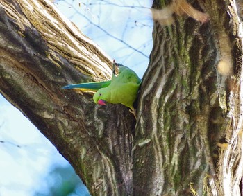 ワカケホンセイインコ 都内 2021年12月30日(木)