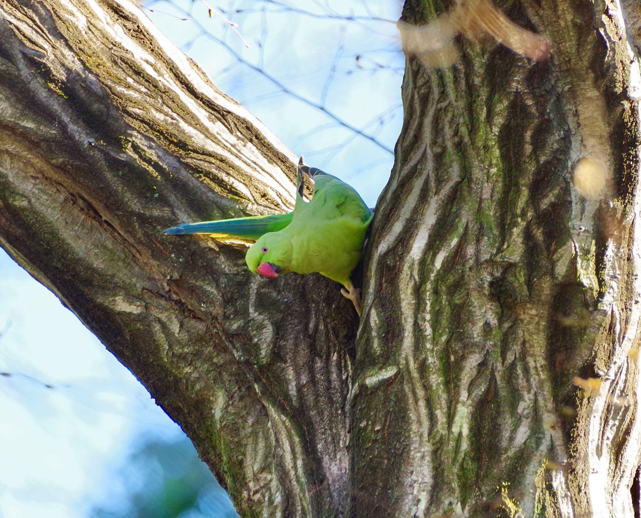 Photo of Indian Rose-necked Parakeet at 都内 by 015