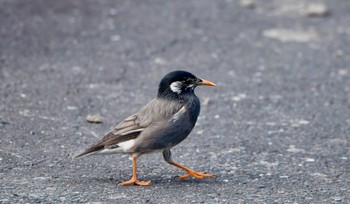 White-cheeked Starling 磐田大池 Sun, 3/31/2024