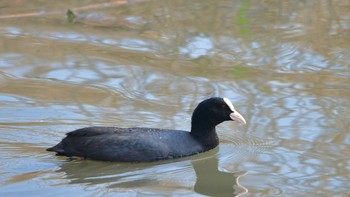 Eurasian Coot 磐田大池 Sun, 3/31/2024