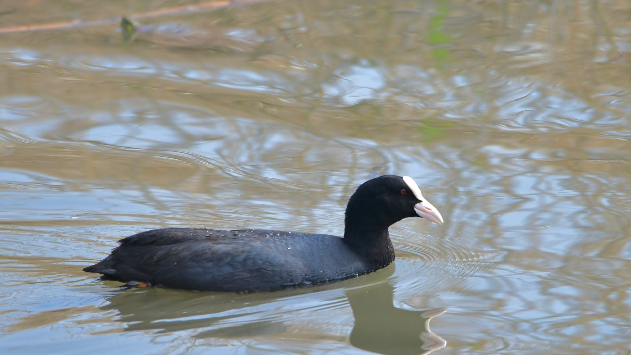 Photo of Eurasian Coot at 磐田大池 by Taka Eri