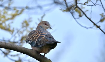 Oriental Turtle Dove 磐田大池 Sun, 3/31/2024