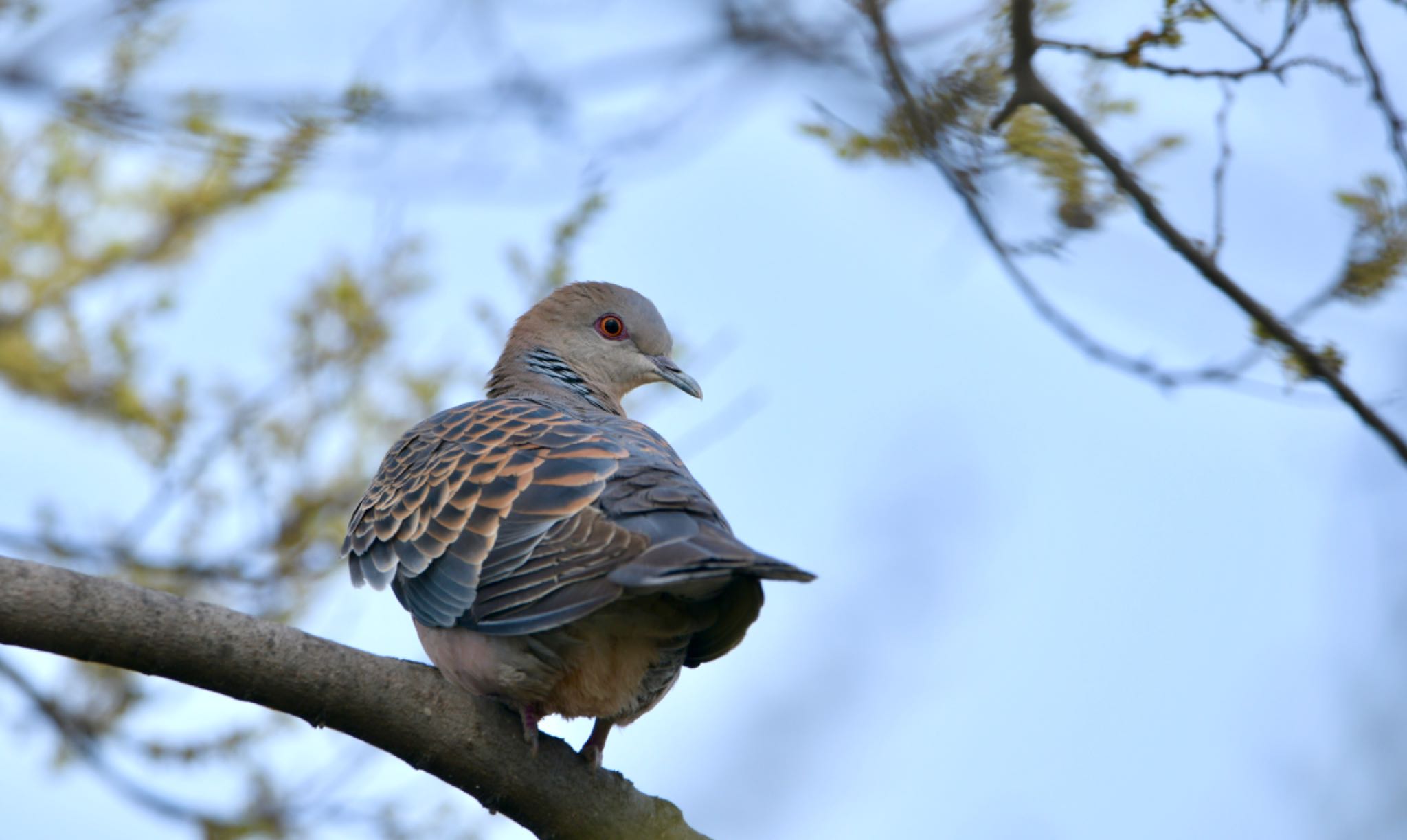 Photo of Oriental Turtle Dove at 磐田大池 by Taka Eri