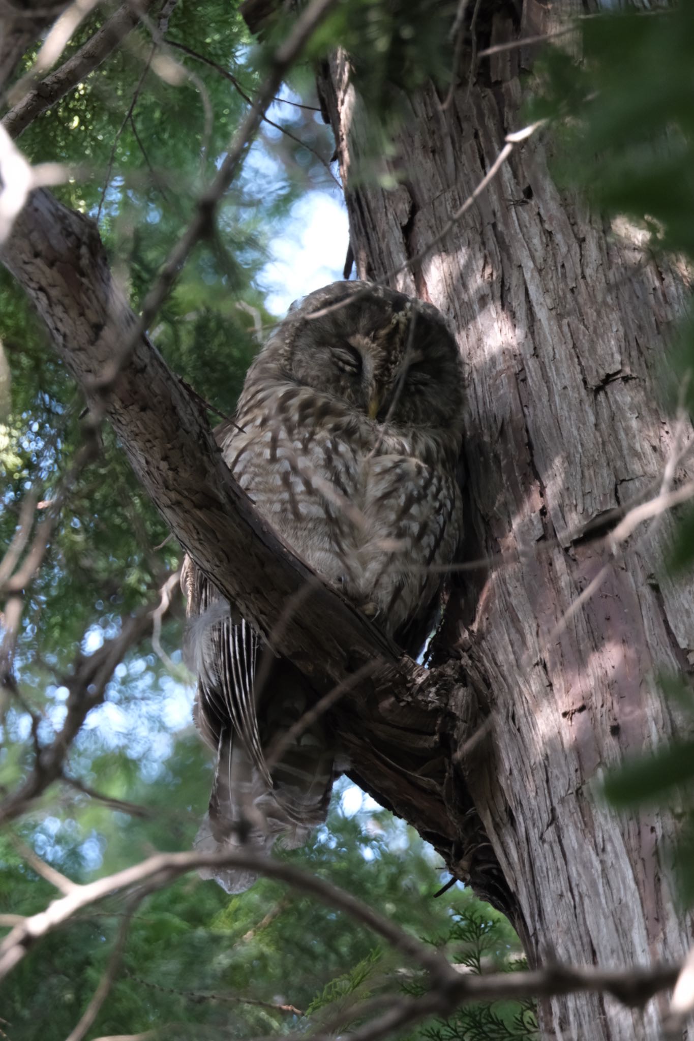 Photo of Ural Owl at 都内 by 015