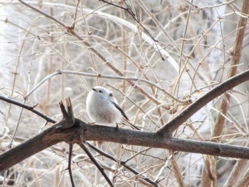 Long-tailed tit(japonicus) 札幌 Thu, 4/4/2024