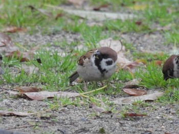 Eurasian Tree Sparrow 岡山後楽園 Mon, 4/8/2024