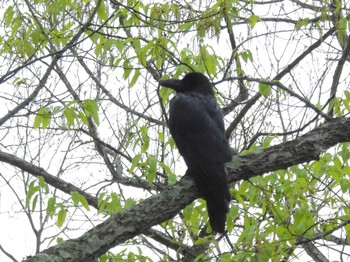 Large-billed Crow 岡山市東山 Mon, 4/8/2024