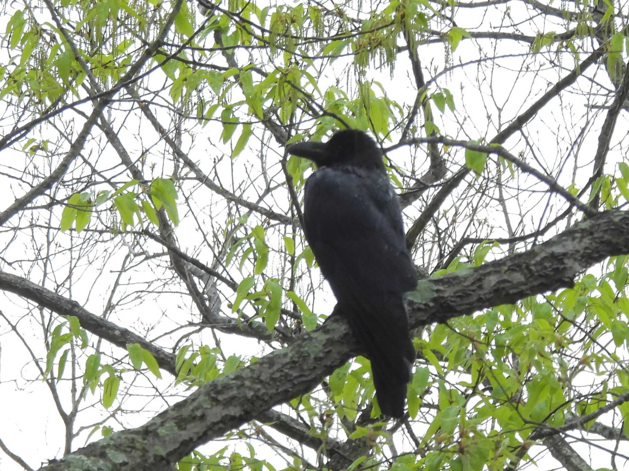 Large-billed Crow